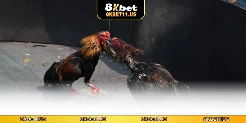 Đá Gà Cựa Bò 8KBET - Khám Phá Loại Hình Mới Đầy Sức Hút Đôi điều về đá gà cựa bò
