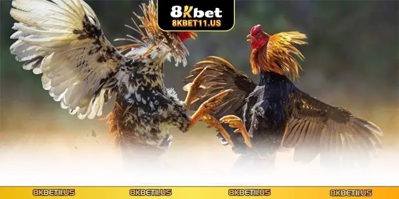 Đá Gà Trực Tiếp C1 8KBET - Trận Đấu Đỉnh Cao, Sắc Nét Loại hình đá gà C1 trực tiếp cuốn hút người chơi